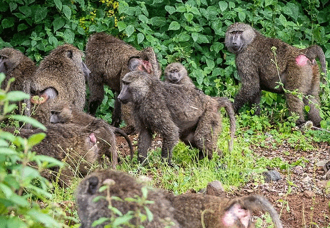 Mount Kenya Day Trip Hike Sirimon Route