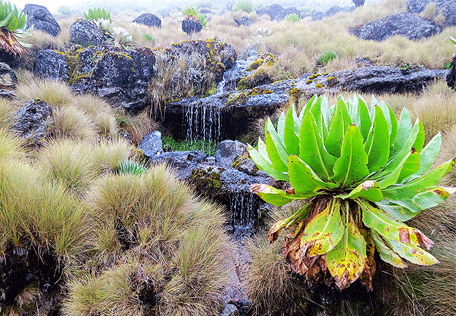 Mount Kenya Day Trip Hike Sirimon Route