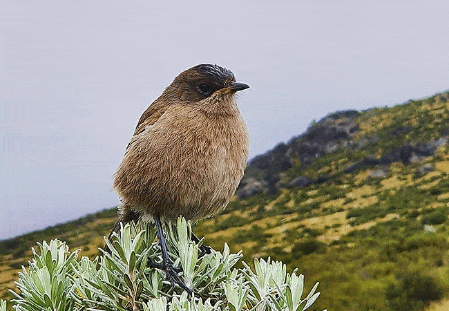 Mount Kenya Day Trip Hike Sirimon Route