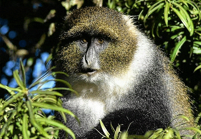 Mount Kenya Day Trip Hike Sirimon Route