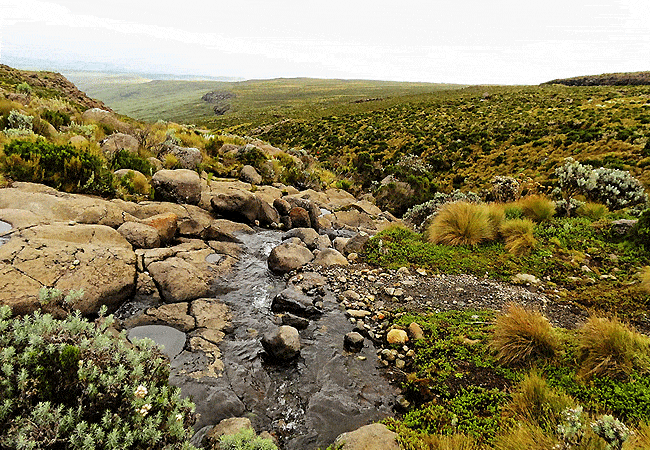 Mount Kenya Day Trip Hike Sirimon Route