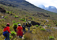 Mount Kenya Climb 1 Day Trek/ Hike Tour from Nairobi – Kenya