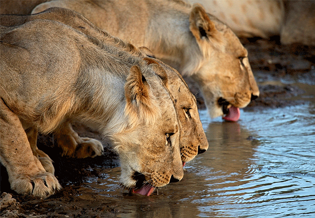mukima-manor-boutique-hotel-& -nature-sanctuary Mukima Manor Boutique Hotel & Nature Sanctuary