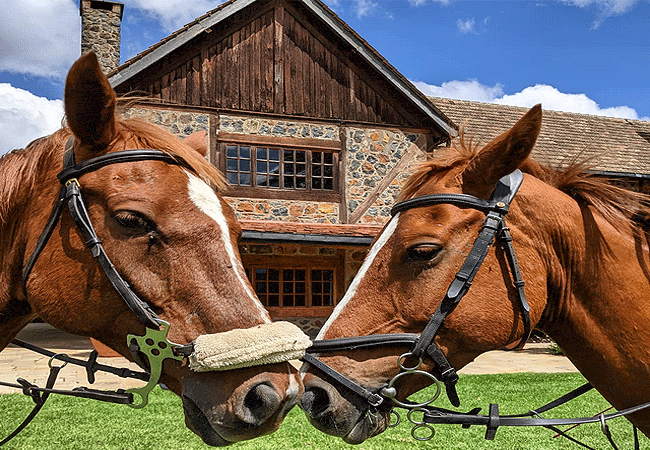 Mukima Manor Sanctuary in Nanyuki,