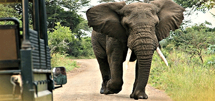 Mombasa Day Trips Mwaluganje Elephant Sanctuary Safari