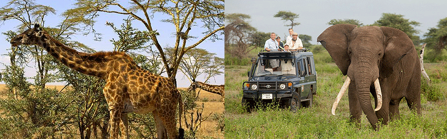 Mwanza Serengeti National Park Day Trip Tanzania