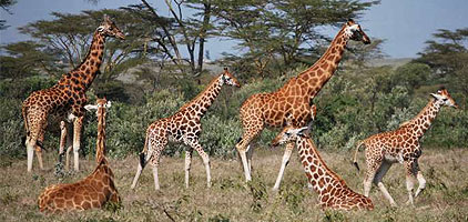 Mwea National Reserve Day Trip Safari is a 3 hour journey to Mwea National Reserve about 180 kilometers from Nairobi. The reserve is located northwest of Kamburu Dam at the Mwea National Reserve within Mbeere in Eastern Province – Embu County.