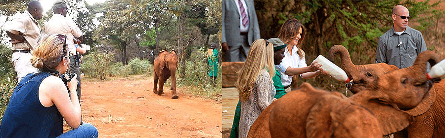Elephant Orphanage Tour is a Nairobi Day excursion