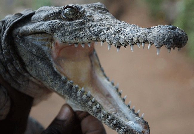 nairobi-mamba-village-crocodile-farm-tour-baby crocodile Nairobi Mamba Village Crocodile Farm Tour