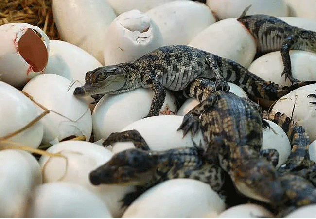 nairobi-mamba-village-crocodile-farm-tour-mature-crocodile-can-lay-up-to-60-eggs-middle-aged-ones-up-to-40-and-the-young-up-to-25 Nairobi Mamba Village Crocodile Farm Tour