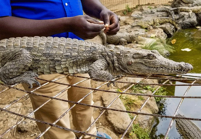 nairobi-mamba-village-crocodile-viewing Nairobi Mamba Village Crocodile Farm Tour