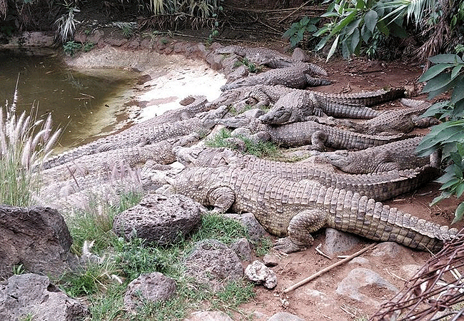 nairobi-mamba-village-has-over-70-nile-crocodiles Nairobi Mamba Village Crocodile Farm Tour