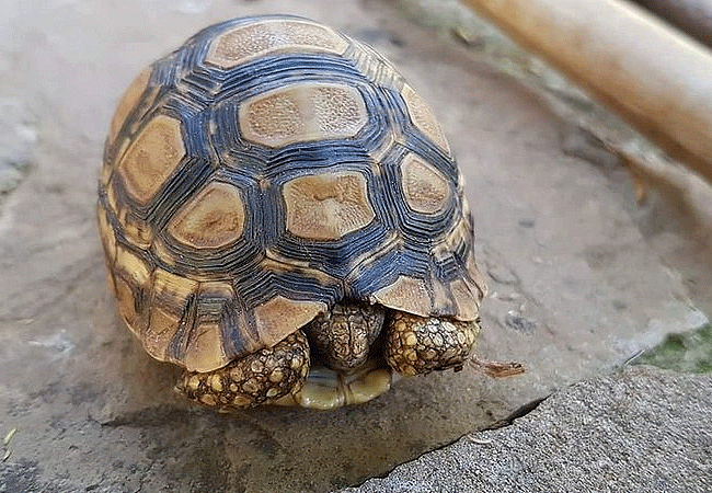 nairobi-mamba-village-leopard-tortoise Nairobi Mamba Village Crocodile Farm Tour