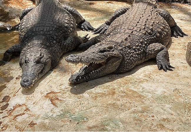 nairobi-mamba-village-tour-crocodile Nairobi Mamba Village Crocodile Farm Tour