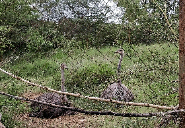 nairobi-mamba-village-tour-female-ostriches Nairobi Mamba Village Crocodile Farm Tour