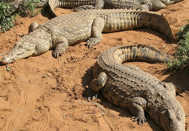 nairobi-mamba-village-tour-nile-crocodile Nairobi Mamba Village Crocodile Farm Tour