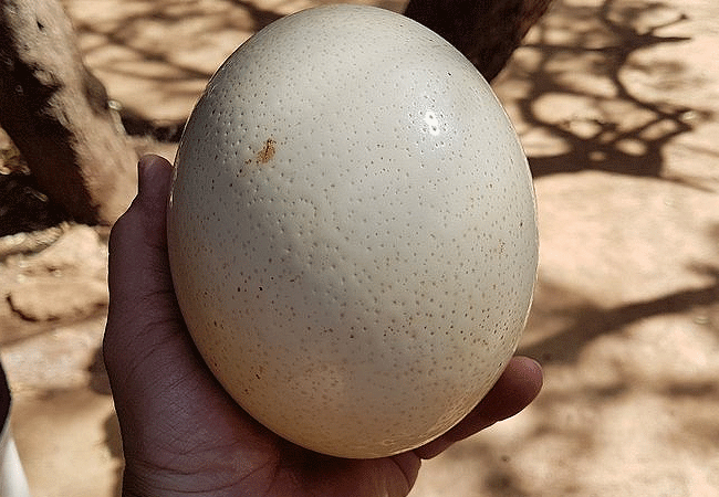 nairobi-mamba-village-tour-ostrich-egg Nairobi Mamba Village Crocodile Farm Tour