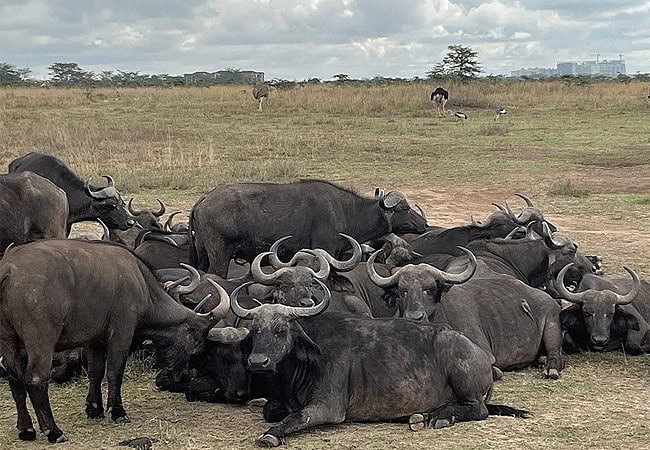 Nairobi National Park Day Tour Safari | 5-hour Game Drive | Morning 0600 Hours or Afternoon 1400 Hours