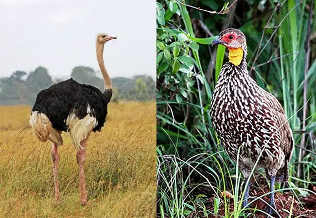 Nairobi National Park Day Tour Safari | 5-hour Game Drive | Morning 0600 Hours or Afternoon 1400 Hours