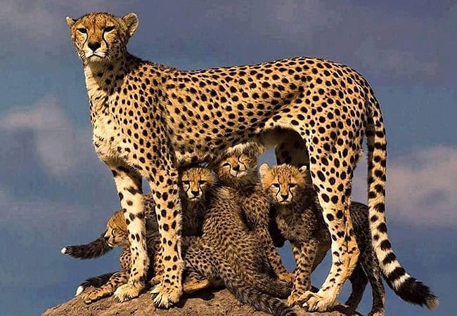 Nairobi National Park Day Tour Safari | 5-hour Game Drive | Morning 0600 Hours or Afternoon 1400 Hours
