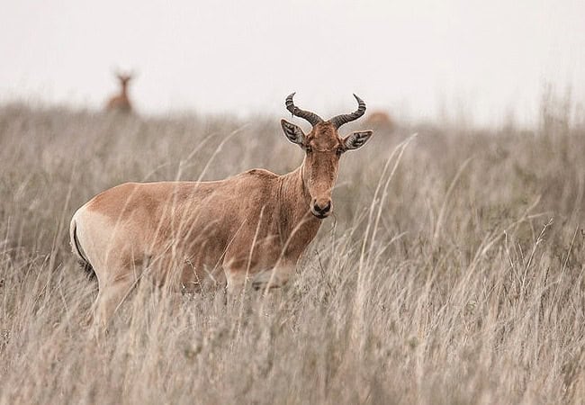 Nairobi National Park Day Tour Safari | 5-hour Game Drive | Morning 0600 Hours or Afternoon 1400 Hours