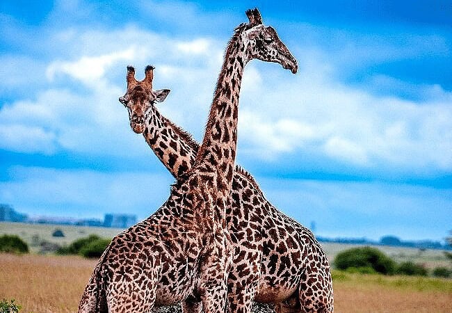 Nairobi National Park Day Tour Safari | 5-hour Game Drive | Morning 0600 Hours or Afternoon 1400 Hours