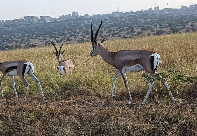 Nairobi National Park Day Tour Safari | 5-hour Game Drive | Morning 0600 Hours or Afternoon 1400 Hours