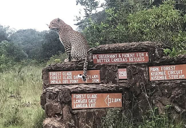 Nairobi National Park Day Tour Safari | 5-hour Game Drive | Morning 0600 Hours or Afternoon 1400 Hours