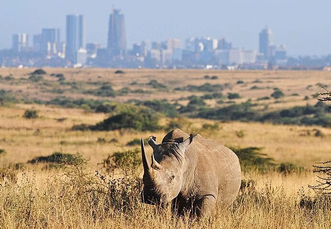 Nairobi National Park Day Tour Safari | 5-hour Game Drive | Morning 0600 Hours or Afternoon 1400 Hours