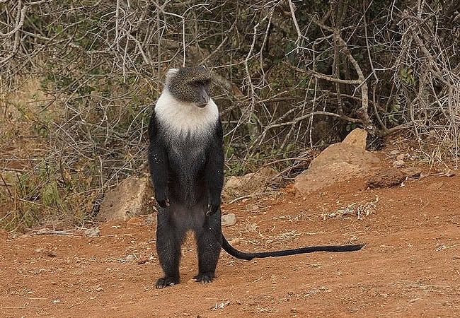 Nairobi National Park Day Tour Safari | 5-hour Game Drive | Morning 0600 Hours or Afternoon 1400 Hours