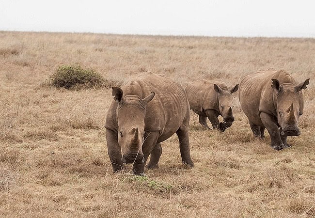 Nairobi National Park Day Tour Safari | 5-hour Game Drive | Morning 0600 Hours or Afternoon 1400 Hours