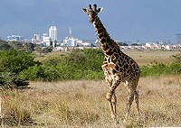 Nairobi National Park + Carnivore + Bomas of Kenya Day Tour – Kenya