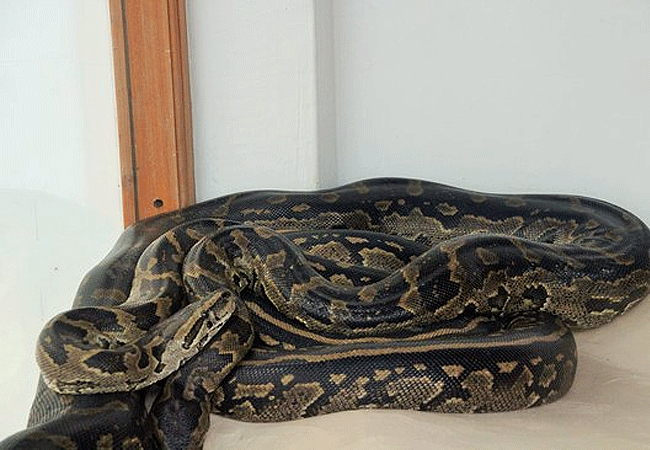 nairobi-snake-park-day-tour-african-rock-python-non-poisonous Nairobi Snake Park Day Tour