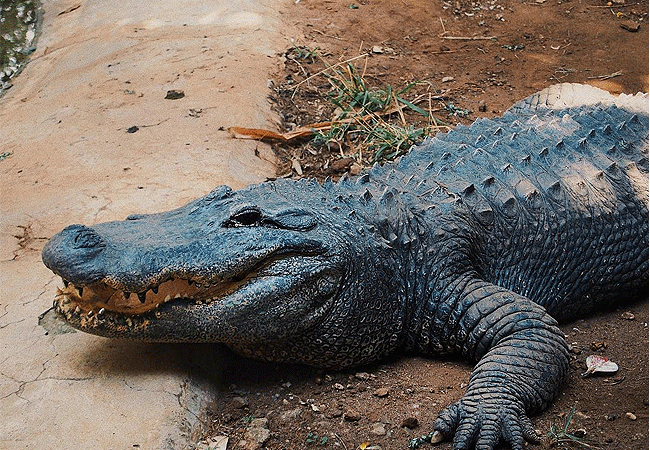 nairobi-snake-park-day-tour-american-alligator Nairobi Snake Park Day Tour