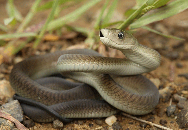 nairobi-snake-park-day-tour-black-mamba-snake-highly-venomous Nairobi Snake Park Day Tour