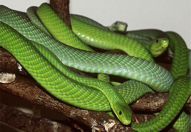 nairobi-snake-park-day-tour-eastern-green-mamba-snake Nairobi Snake Park Day Tour