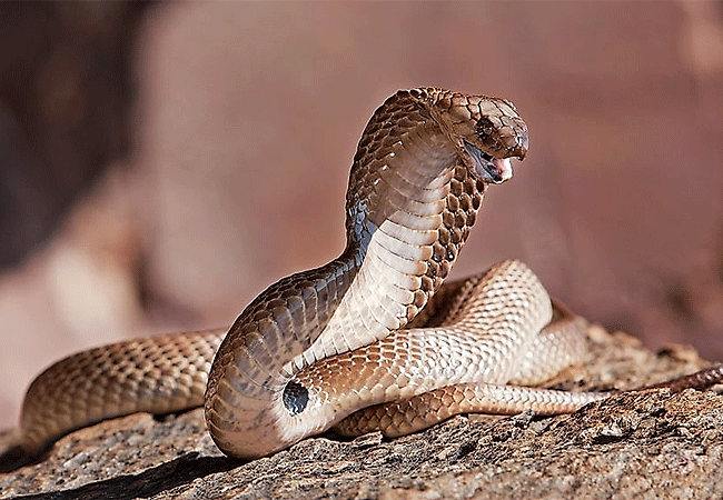 nairobi-snake-park-day-tour-egyptian-cobra Nairobi Snake Park Day Tour