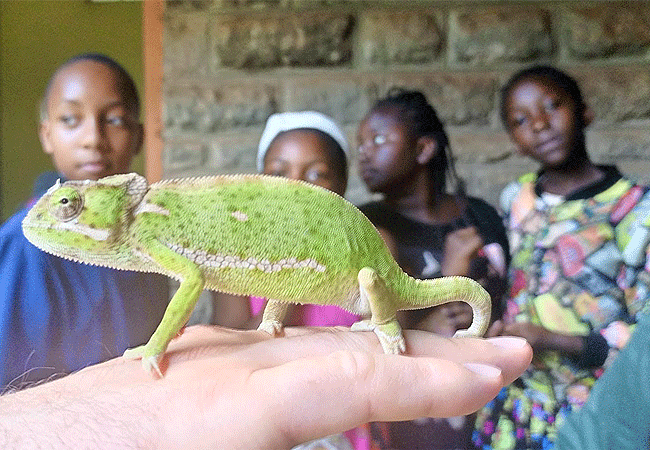 Nairobi Snake Park Day Tour