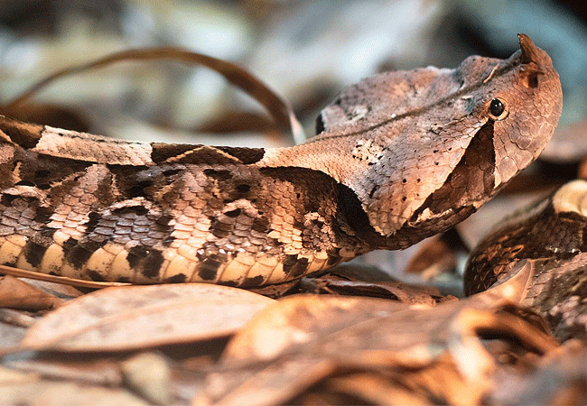 nairobi-snake-park-day-tour-gaboon-viper-snake Nairobi Snake Park Day Tour