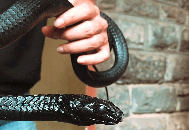 nairobi-snake-park-day-tour-jacksons-tree-snake Nairobi Snake Park Day Tour