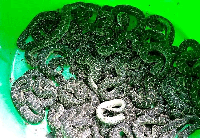 nairobi-snake-park-day-tour-juvenile-puff-adders Nairobi Snake Park Day Tour