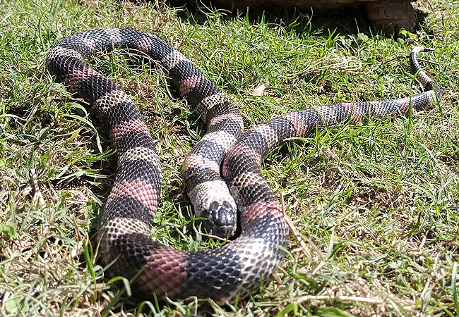 nairobi-snake-park-day-tour-milk-snake Nairobi Snake Park Day Tour