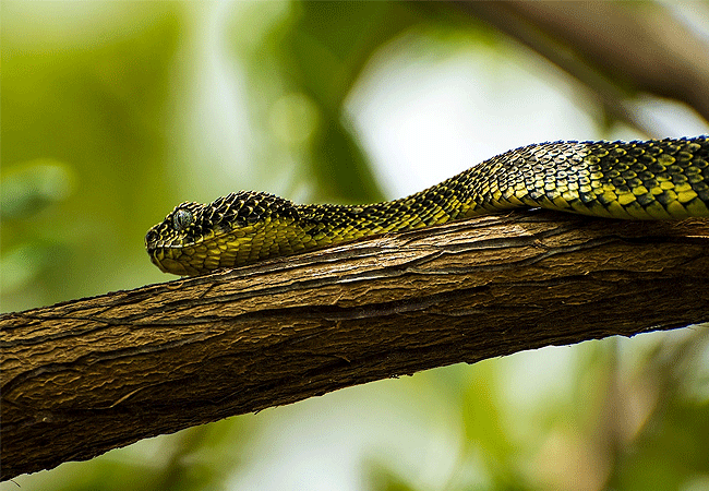 nairobi-snake-park-day-tour-mt-kenya-bush-viper Nairobi Snake Park Day Tour