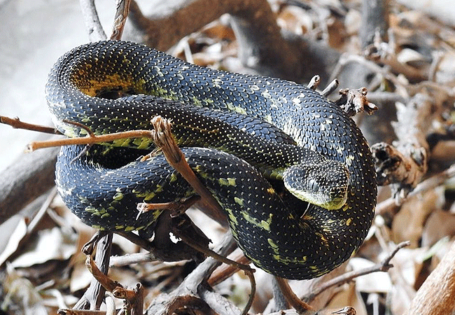 nairobi-snake-park-day-tour-mtt.-Kenya-bush-viper Nairobi Snake Park Day Tour