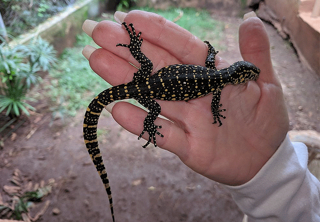 nairobi-snake-park-day-tour-nile-monitor-lizard Nairobi Snake Park Day Tour