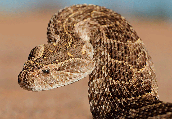 nairobi-snake-park-day-tour-puff-adder-snake Nairobi Snake Park Day Tour
