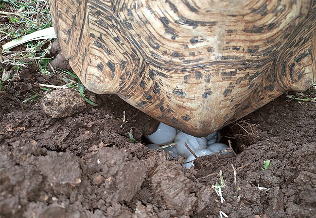nairobi-snake-park-day-tour-tortoises-eggs Nairobi Snake Park Day Tour