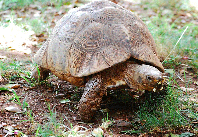 nairobi-snake-park-leopard-tortoise Nairobi Snake Park Day Tour