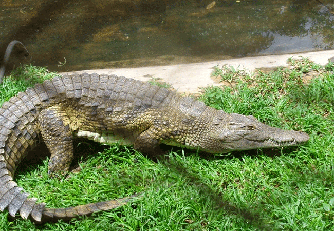 nairobi-snake-park-nile-crocodile Nairobi Snake Park Day Tour