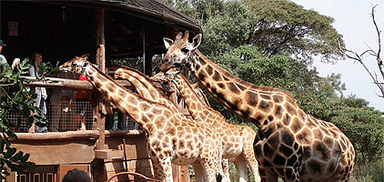 Nairobi Day Tour Giraffe Center